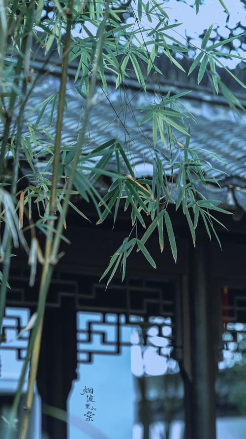 竹韵 虚心有节，生生不息